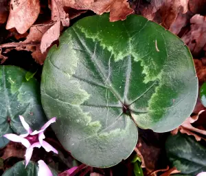 Allet 01 Bladtekening in blaadje